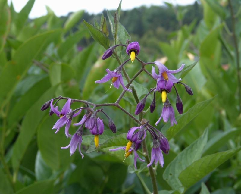 Che bacche sono? Solanum dulcamara